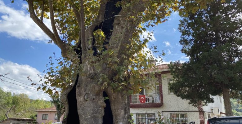 Rum çetelerin işkencelerine tanıklık eden 8 asırlık ‘işkence ağacı’