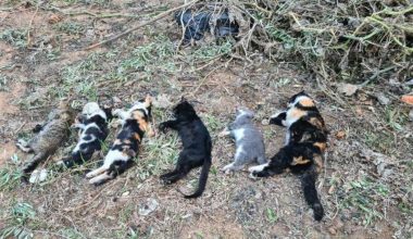 Son dakika: Bodrum’da 20 kedi meyyit bulundu; tarım ilacıyla zehirlenme kuşkusuyla inceleme