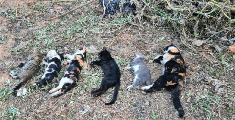 Son dakika: Bodrum’da 20 kedi meyyit bulundu; tarım ilacıyla zehirlenme kuşkusuyla inceleme