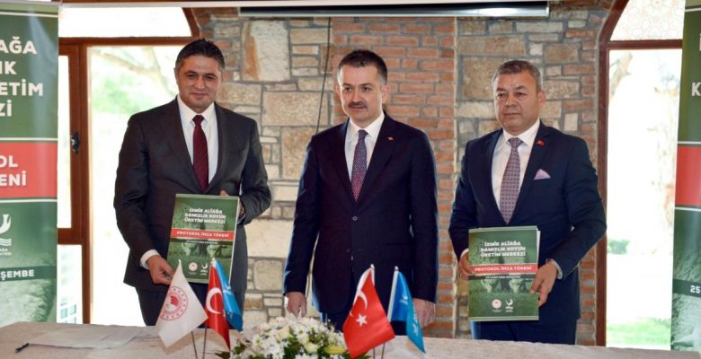 Damızlık Koyun Üretim Merkezi Aliağa’da Hayata Geçiyor