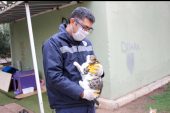Denetimsiz Üremeye Karşı Kısırlaştırma Atılımı