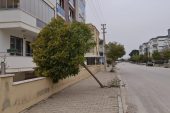 Fırtına ağaçları kökünden söktü, çatıları uçurdu