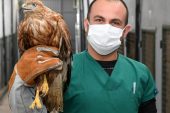 İzmir’de bir parkta bulunan yavru kızıl şahin muhafaza altına alındı
