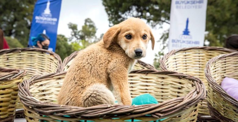 İzmir’de sokak hayvanları için büyük işbirliği