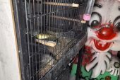 Kahreden olay! Pet Shop’taki yangında onlarca hayvan canlı diri yanarak can verdi