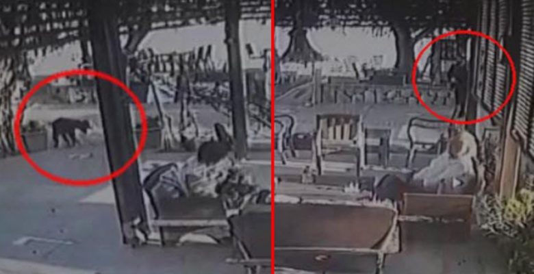 Kendisine havlayan köpeğe ateş açan adamın kafedeki 3 bayanı yaraladığı anlar kamerada