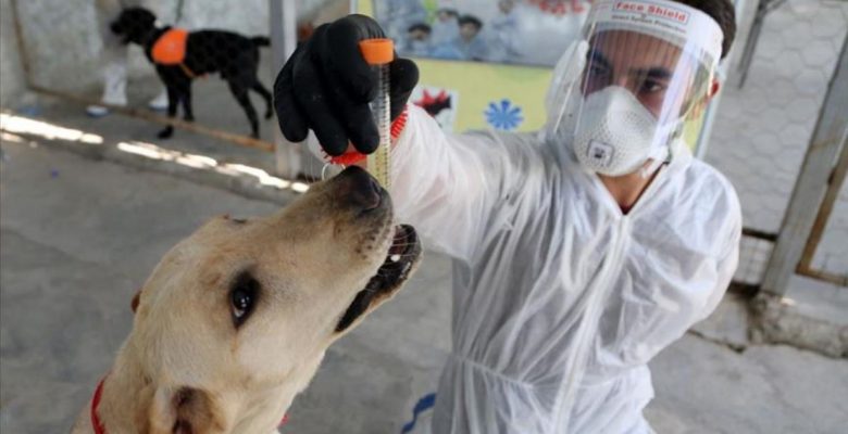 Meksika, Kovid-19’u tespit etmek için köpekleri eğitiyor
