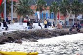Olta balıkçıları Foça’yı mesken tuttu