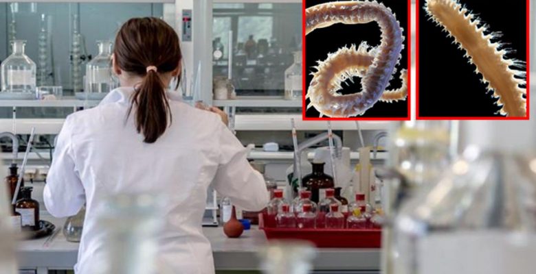 Türk bilim insanları 2 yeni deniz canlısı keşfetti! “Sinop” ve “Türk” isimlerini verdiler