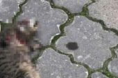 Türkiye’deki kedi vefatlarıyla ilgili vahim kuşku: Büyü için öldürüyorlar