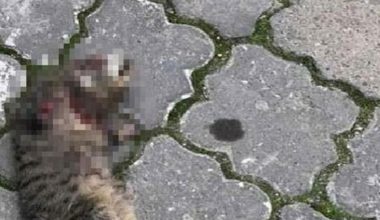 Türkiye’deki kedi vefatlarıyla ilgili vahim kuşku: Büyü için öldürüyorlar