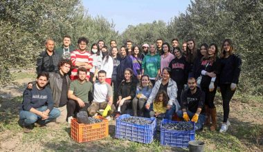 Üniversitelilerden istekli zeytin hasadı