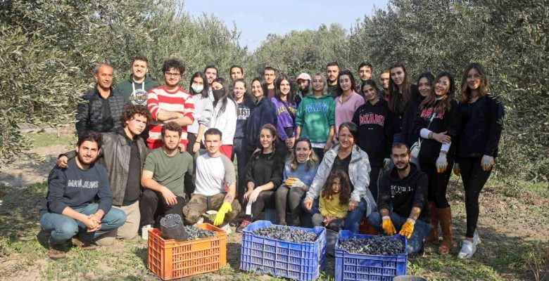 Üniversitelilerden istekli zeytin hasadı