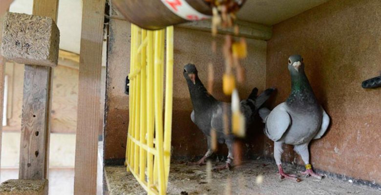 Uzmanları bile ürküten tehlike: Beslediğiniz kuş, bulaştıracağı hastalıkla katiliniz olabilir