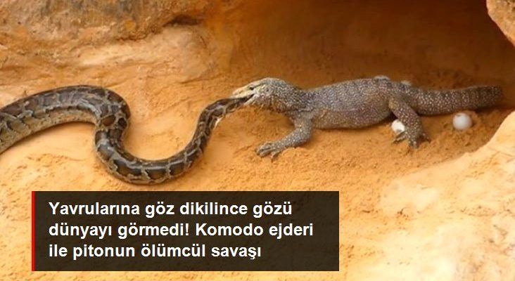 Yavrularına göz dikilince gözü dünyayı görmedi! Komodo ejderi ile pitonun ölümcül savaşı