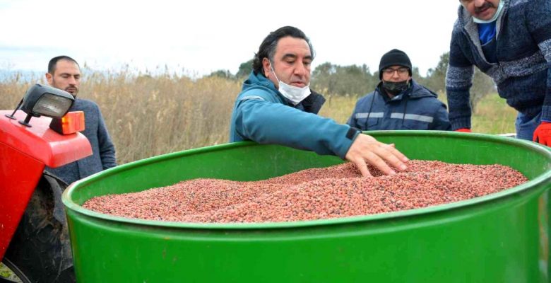 Aliağa’da Damızlık Koyun Üretim Merkezi için yem bitkisi ekildi