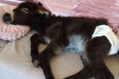 Annesinin terk ettiği sıpanın köpek üzere davrandığını fark eden adam, ne yapacağını bilemedi