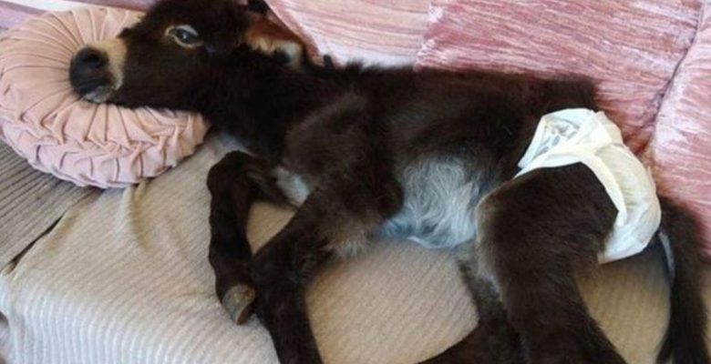 Annesinin terk ettiği sıpanın köpek üzere davrandığını fark eden adam, ne yapacağını bilemedi