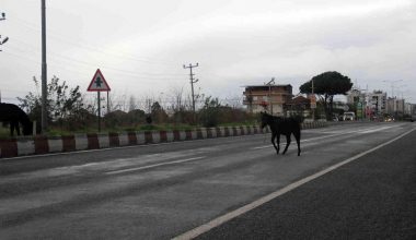 Aydın’da başıboş yük hayvanları şoförlerin dehşetli düşü haline geldi