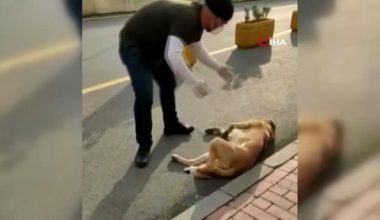 Can dosttan yarasını tedavi eden sıhhat çalışanına vefa