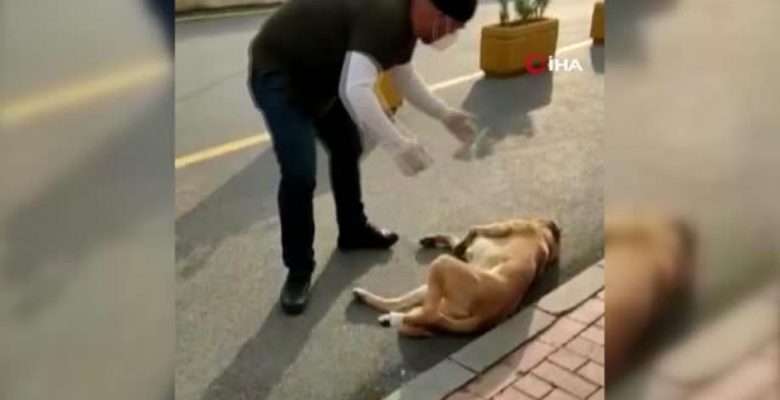 Can dosttan yarasını tedavi eden sıhhat çalışanına vefa