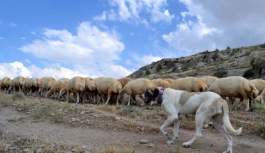 Fila brasileiro neden yasaklandı?