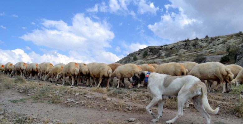 Fila brasileiro neden yasaklandı?