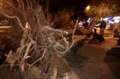 İzmir’de fırtına: Ağaçlar ve elektrik direkleri devrildi