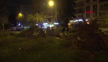 İzmir’de şiddetli rüzgar tesirli oldu, ağaçlar kökünden söküldü