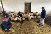 Jandarma vatandaşın koyun ve kuzularını buldu, ahırına kadar götürdü