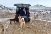 Karlı havada da 60 kilometre gidip, köpekleri besledi