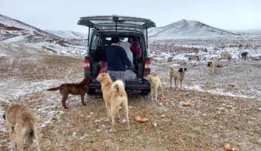 Karlı havada da 60 kilometre gidip, köpekleri besledi