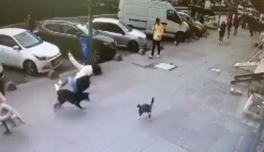 Kediden korkan köpek ortalığı birbirine kattı! Olan yolda yürüyen genç kıza oldu