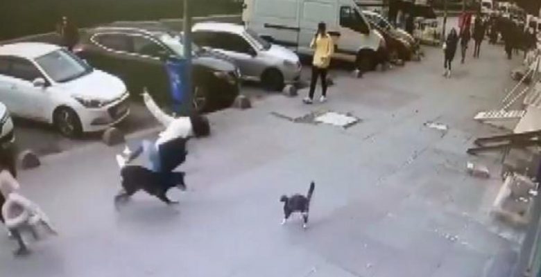 Kediden korkan köpek ortalığı birbirine kattı! Olan yolda yürüyen genç kıza oldu