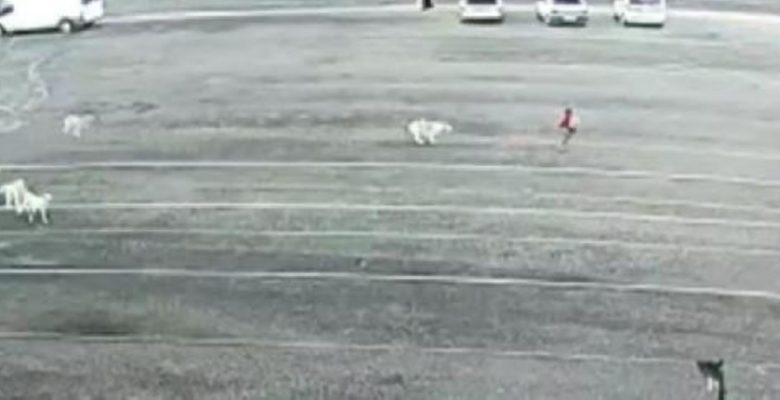 Köpeklerin 9 yaşındaki kız çocuğuna saldırdığı anlar anbean kamerada