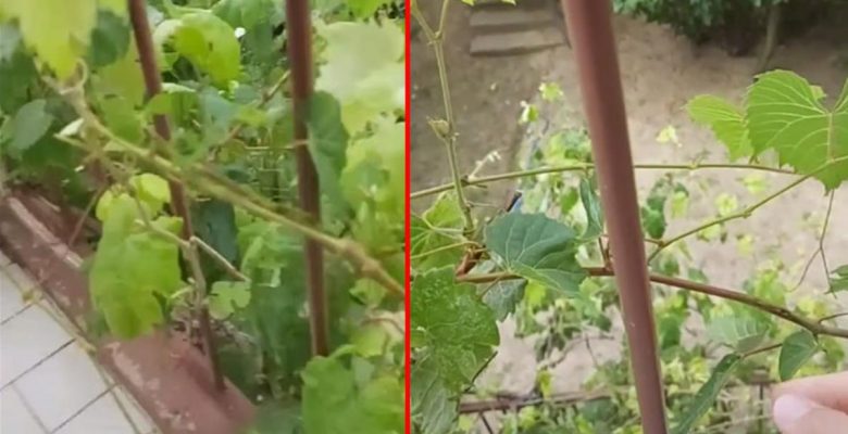 Meskeninin balkonunda bulunan asmadaki ayrıntısı fark eden adamın nutku tutuldu