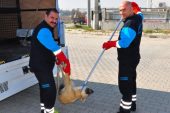 Son Dakika: Etraf Bakanlığı, 81 ilin valilik ve belediyelerine sahipsiz hayvanlarla ilgili genelge gönderdi