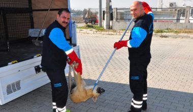 Son Dakika: Etraf Bakanlığı, 81 ilin valilik ve belediyelerine sahipsiz hayvanlarla ilgili genelge gönderdi