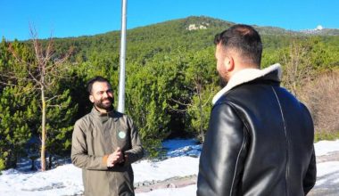 Spil’de çam ağacı kesitine devriyeli tedbir