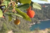 Tabiattaki binlerce yıllık şifa