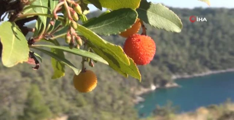 Tabiattaki binlerce yıllık şifa