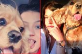 Tasmasız dolaştırılan pitbull tarafından parçalanan köpeğin sahibi harekete geçti