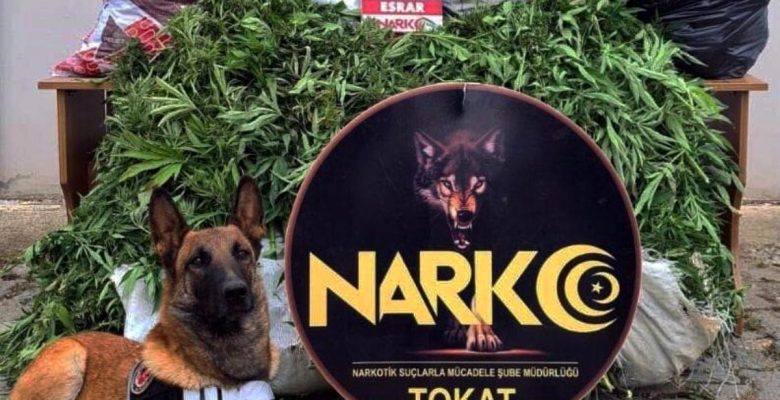 Tokat merkezli 6 vilayette uyuşturucu operasyonu: 13 tutuklama