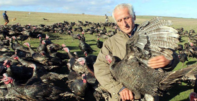 Yılbaşı hindisine talep patladı! Tanesi 300 lira lakin hepsi günler öncesinden satıldı